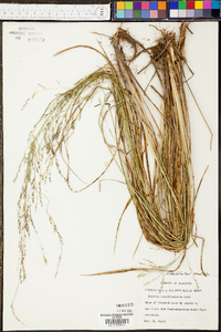 Coleataenia longifolia image