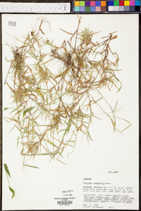 Panicum leucothrix image