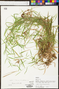 Panicum lucidum image