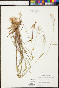 Panicum microcarpon image