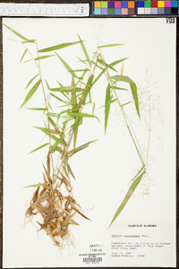 Panicum microcarpon image