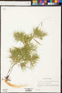 Panicum microcarpon image