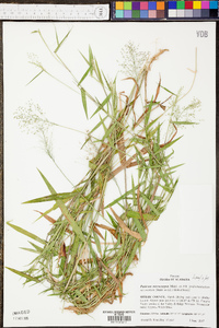 Panicum microcarpon image