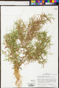 Panicum microcarpon image