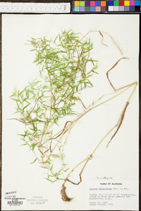 Panicum microcarpon image