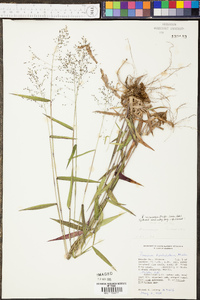 Panicum microcarpon image