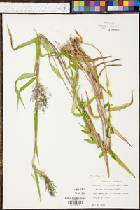 Panicum microcarpon image