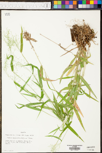 Panicum microcarpon image