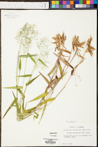 Panicum microcarpon image