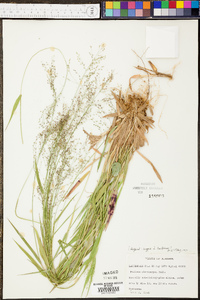 Panicum microcarpon image