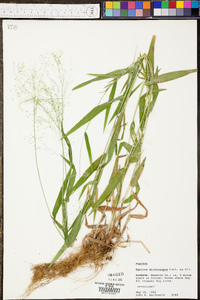 Panicum microcarpon image