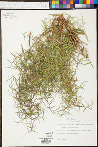 Panicum microcarpon image