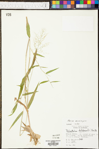 Panicum microcarpon image