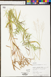 Leersia virginica image