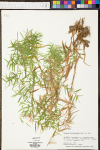 Leersia virginica image