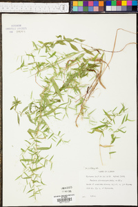 Leersia virginica image