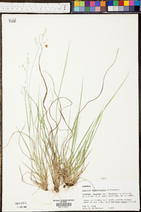 Panicum depauperatum image