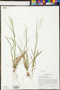 Panicum depauperatum image