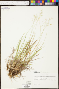 Panicum depauperatum image