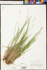 Panicum depauperatum image