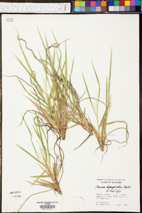 Panicum depauperatum image