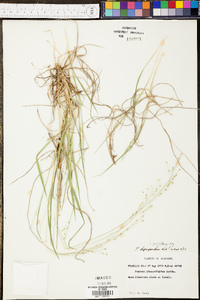 Panicum depauperatum image