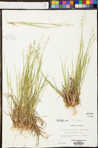 Panicum depauperatum image