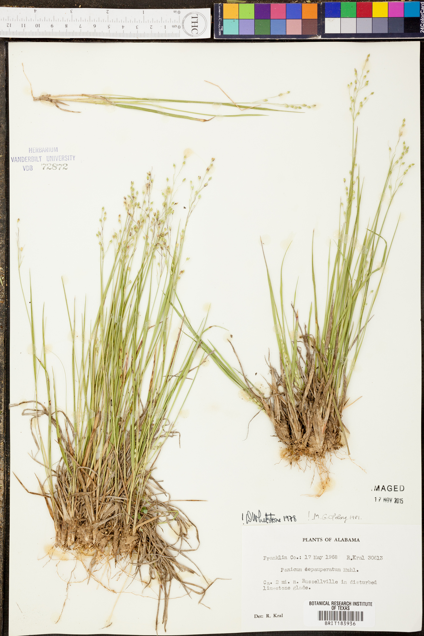 Panicum depauperatum image