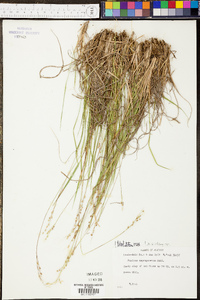 Panicum depauperatum image