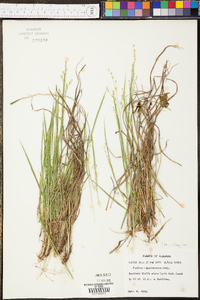 Panicum depauperatum image