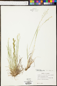 Panicum depauperatum image