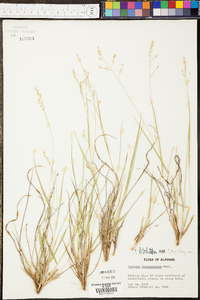 Panicum depauperatum image