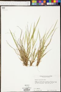 Panicum depauperatum image