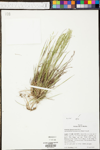 Panicum depauperatum image