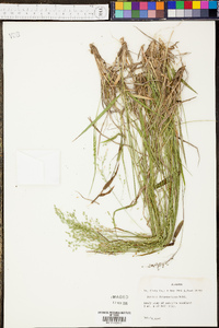 Panicum depauperatum image