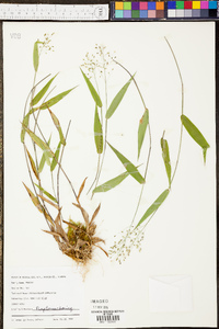 Panicum commutatum image