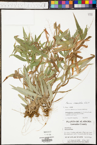 Panicum commutatum image