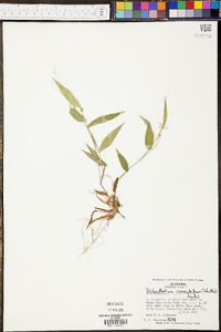 Panicum commutatum image