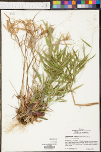 Panicum commutatum image