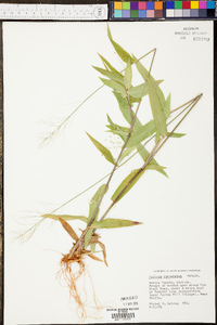 Panicum commutatum image