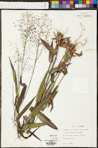 Panicum commutatum image