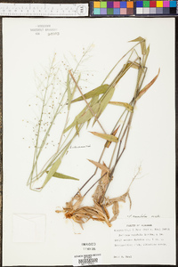 Panicum commutatum image