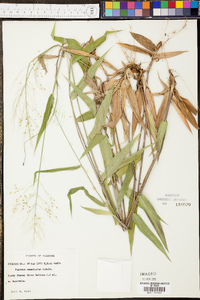 Panicum commutatum image