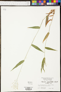 Panicum commutatum image