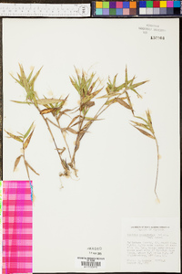 Panicum commutatum image