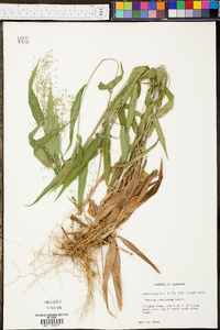 Panicum commutatum image