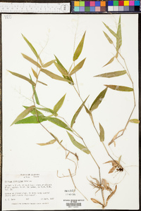 Panicum commutatum image