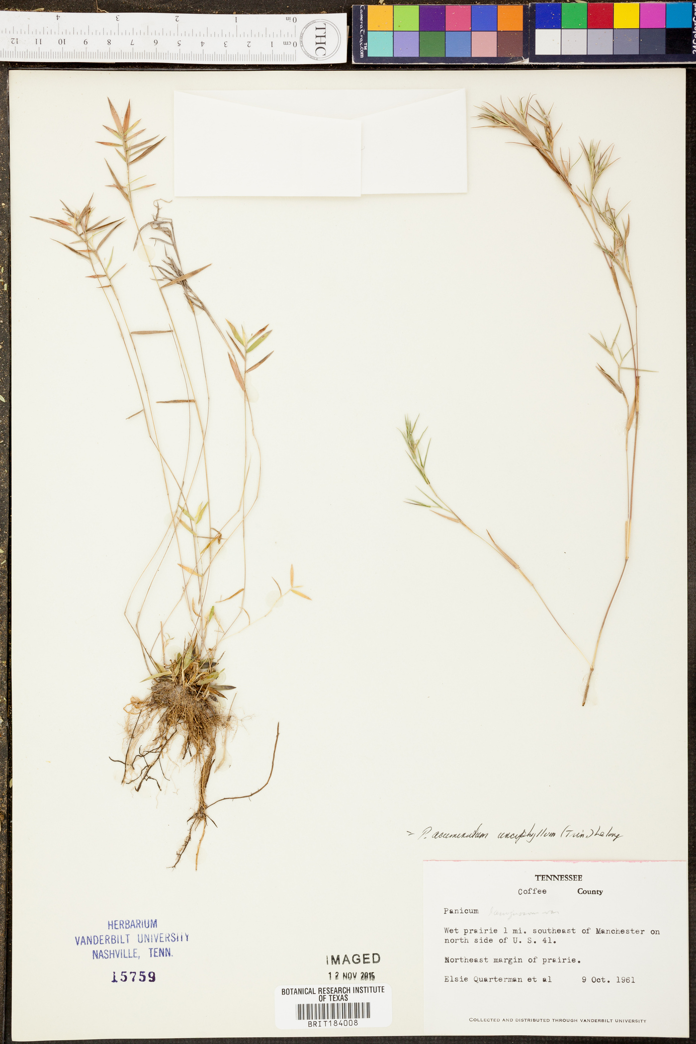 Panicum unciphyllum image