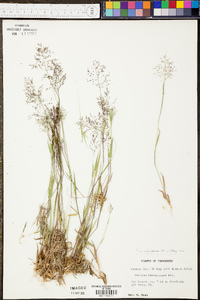 Panicum sadinii image