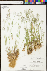 Panicum sadinii image